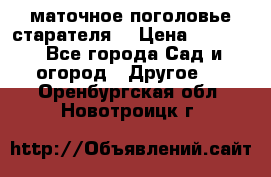 маточное поголовье старателя  › Цена ­ 3 700 - Все города Сад и огород » Другое   . Оренбургская обл.,Новотроицк г.